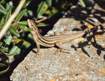 Close-up of lizard on rock