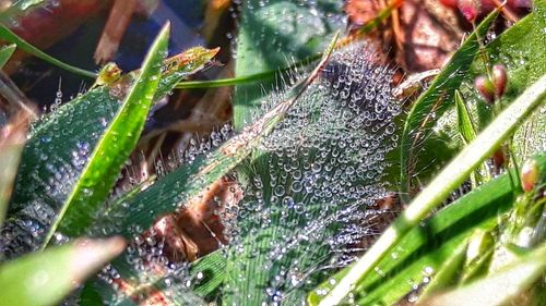 Close-up of water drops on plants