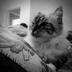 Close-up of cat on sofa at home