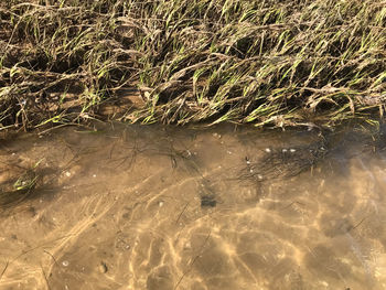 Close-up of plants in water