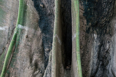 Full frame shot of tree trunk