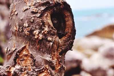 Close-up of tree trunk