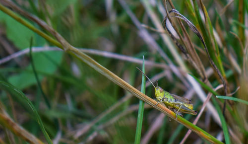 Close-up of insect on grass