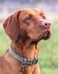 Close-up of dog
