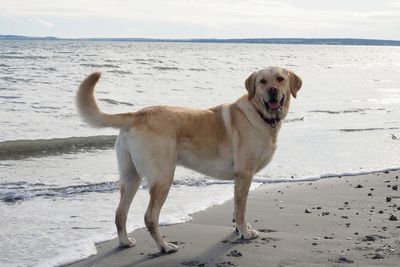 Dog on beach