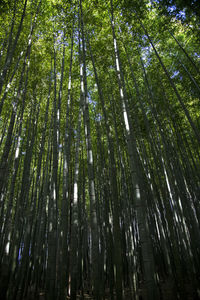 Low angle view of bamboo trees in forest