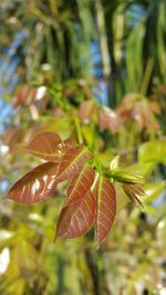 Close-up of maple leaf on tree