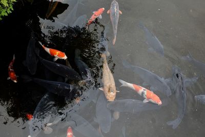 High angle view of koi carps swimming in pond