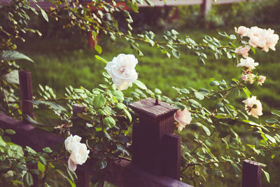 Close-up of butterfly perching on plant