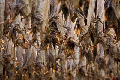 Cod stockfish hanging on flakes