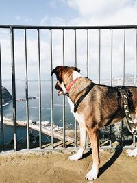 Dog standing by sea against sky