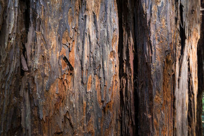 Full frame shot of tree trunk