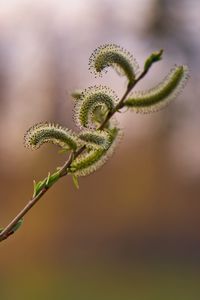 Close-up of green plant