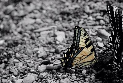 Close-up of butterfly on leaf