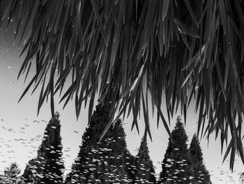 Reflection of trees in water