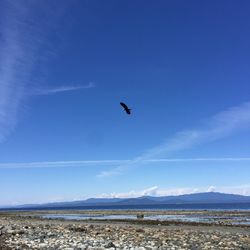 Bird flying over the sky