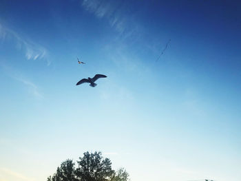 Low angle view of bird flying in sky