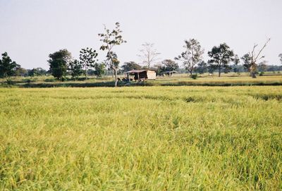 Scenic view of field against clear sky