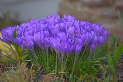 Close-up of purple flower blooming in field