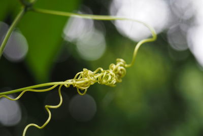 Close-up of green plant