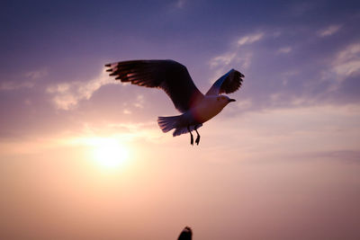 Bird flying in sky