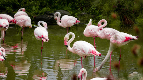 Flock of birds in lake