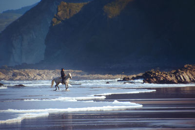 Dog on beach