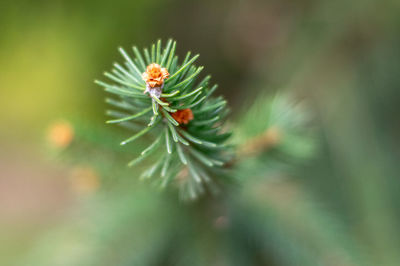 Close-up of plant