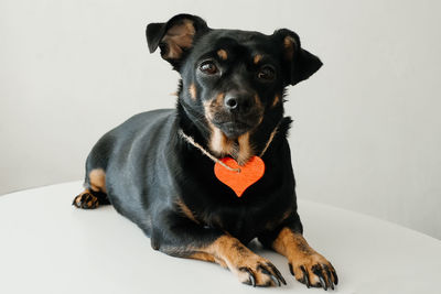 Portrait of black dog sitting on floor