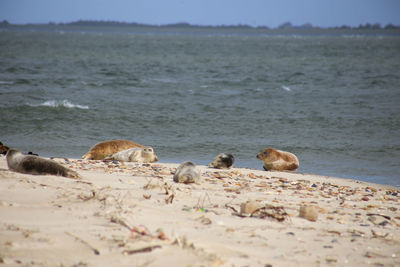 Seals with babies on sand bank at amrumer odde in amrum, germany