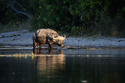 Elephant drinking water in lake