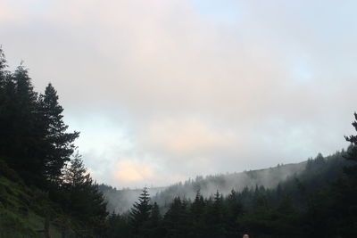 Trees in forest against sky