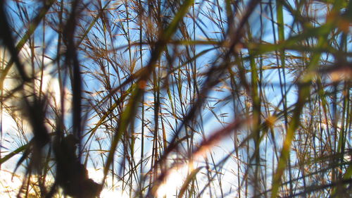 Sun shining through trees