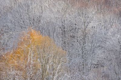 View of bare trees on snow covered land