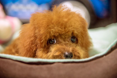 Portrait of dog relaxing on bed