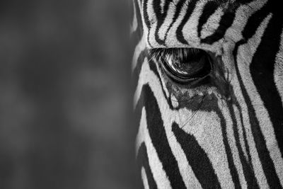 Mono close-up of eye of grevy zebra
