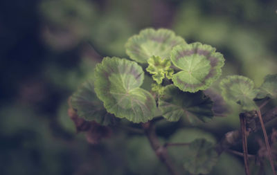 Close-up of plant