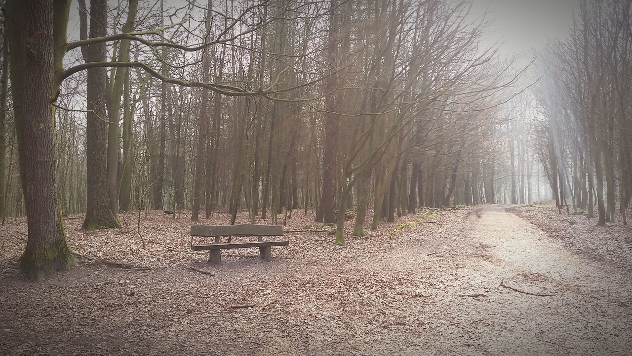 tree, the way forward, tranquility, nature, forest, growth, tranquil scene, tree trunk, empty, sunlight, transportation, dirt road, day, diminishing perspective, outdoors, woodland, footpath, absence, no people, auto post production filter