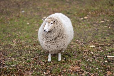 Portrait of sheep standing on field