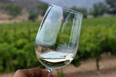 Cropped image of person holding wineglass in vineyard