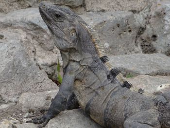 Close-up of lizard on rock