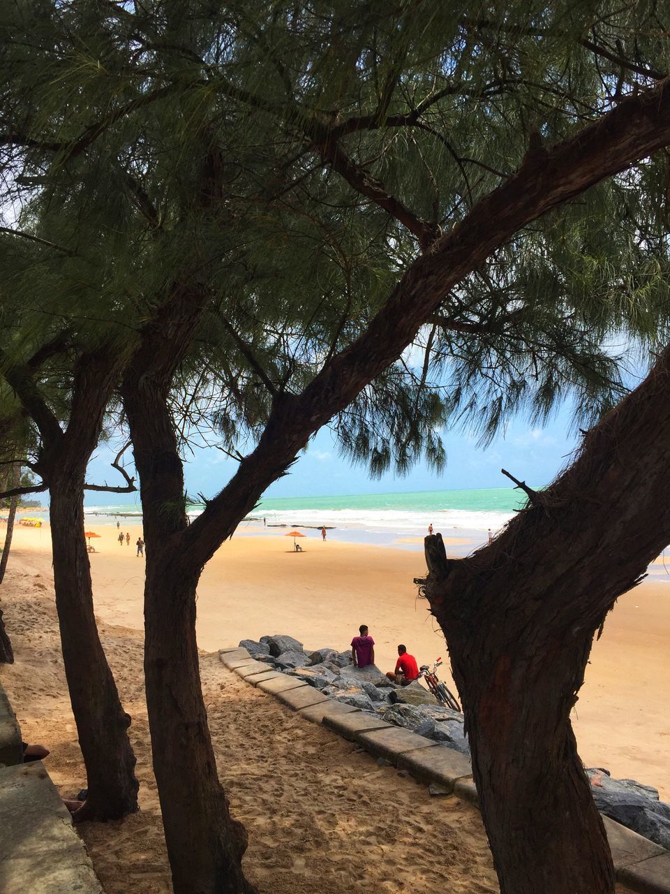 TREES ON BEACH AGAINST SKY