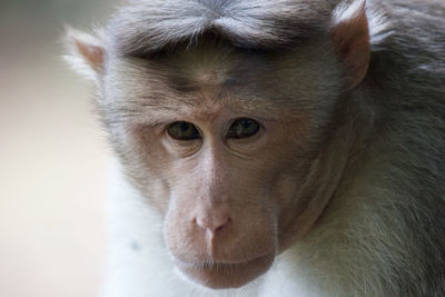 Close-up of monkey 