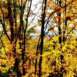 Trees in forest during autumn