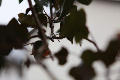 Close-up of tree branch