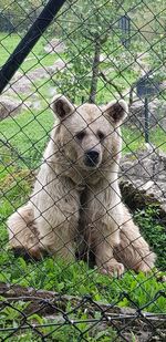 Portrait of giraffe in zoo