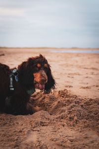 Dog on beach