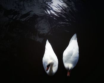 Directly above shot of mute swans swimming on lake