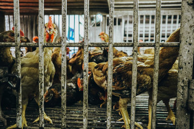 Close-up of chickens in cage