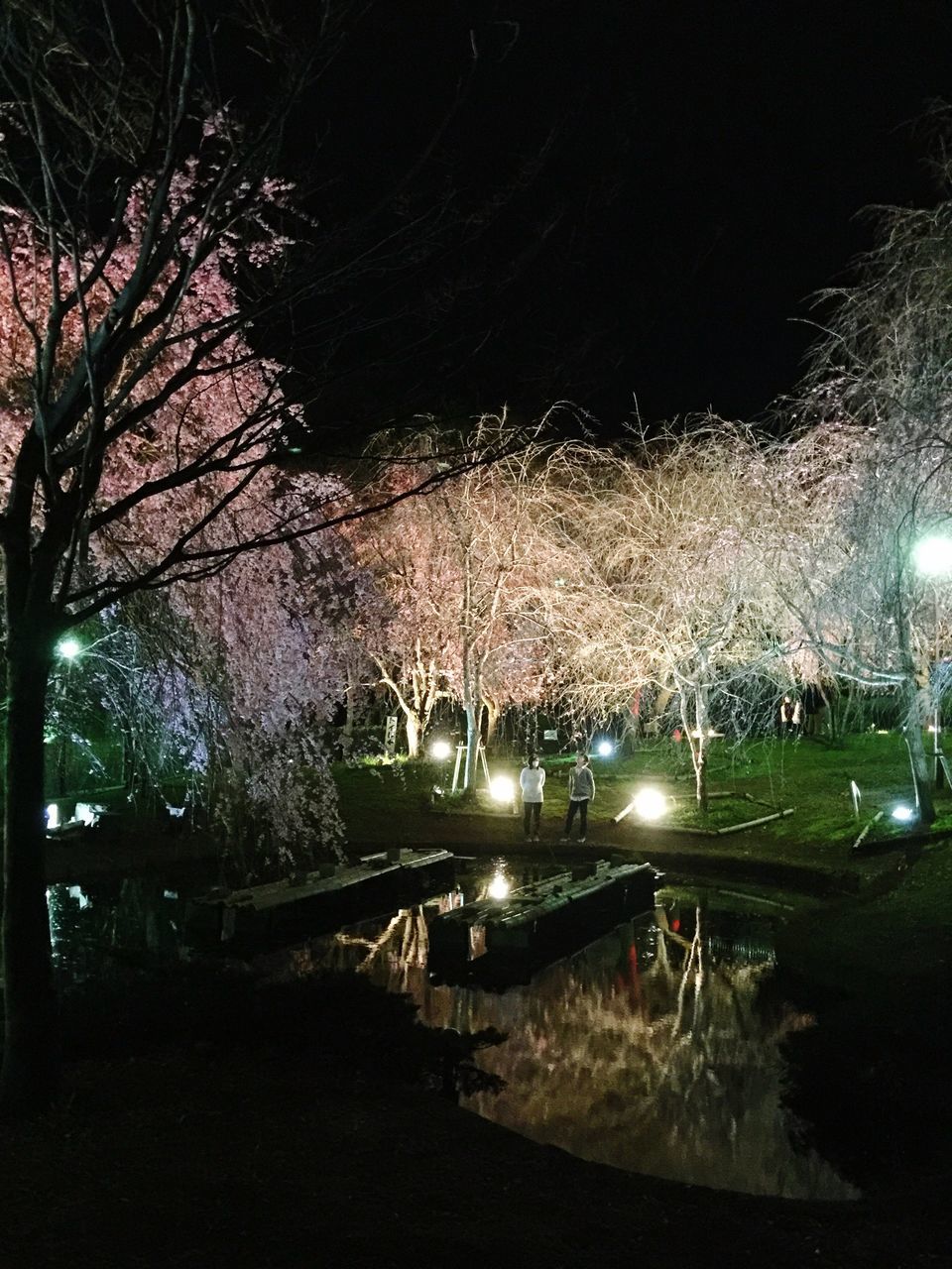 night, illuminated, tree, lighting equipment, water, glowing, reflection, light - natural phenomenon, dark, street light, tranquility, nature, grass, outdoors, park - man made space, no people, growth, field, sky, light